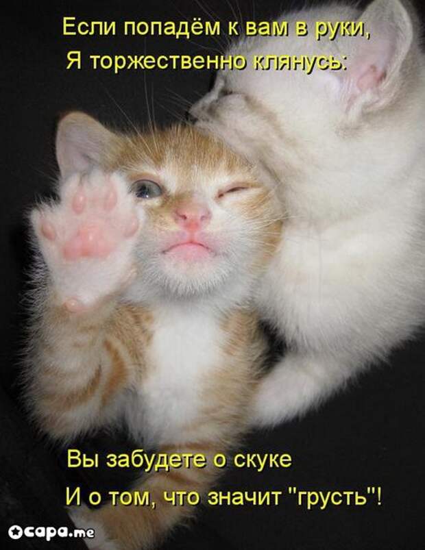 Позитивные котэ (29.05.15)