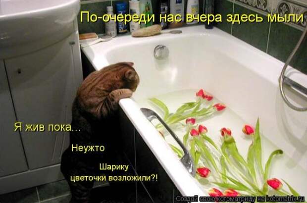 Прикольные и добрые котоматрицы на любой вкус и цвет(32 фото)