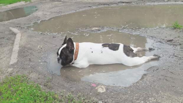 Приколы с собаками Бульдог аристократ и Водитель лексуса