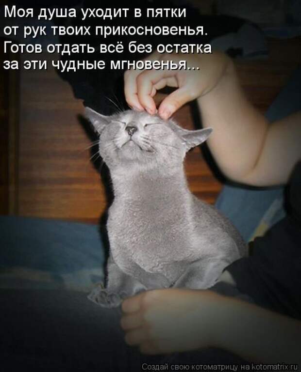 Лучшие котоматрицы недели Лучшие котоматрицы недели