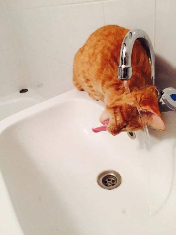 Коты, при виде которых невозможно не смеяться