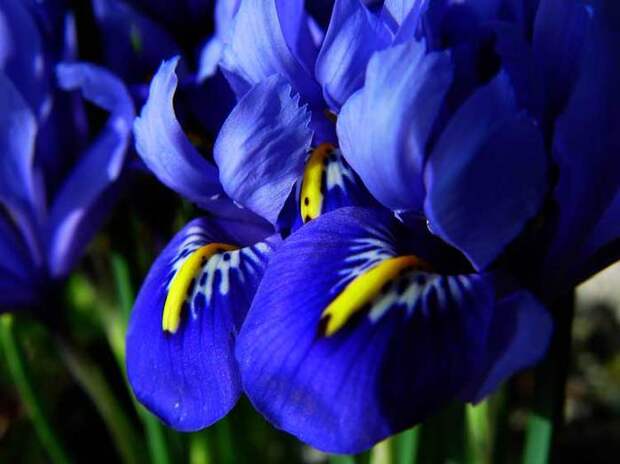 Blue_Iris (700x524, 34Kb)
