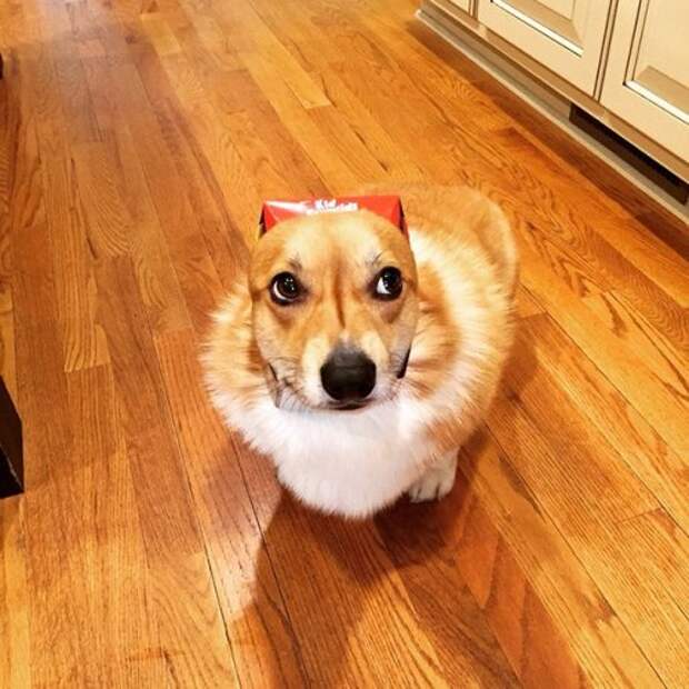 Животные-очаровашки (26 фото)