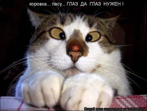 image (500x377, 131Kb)