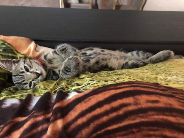 котенок нашел дом кот на кровати