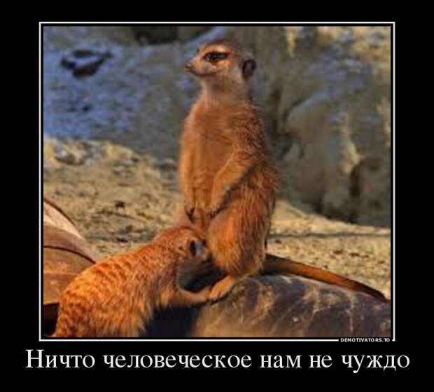 Демотиваторы демотиваторы, прикол, смех, юмор