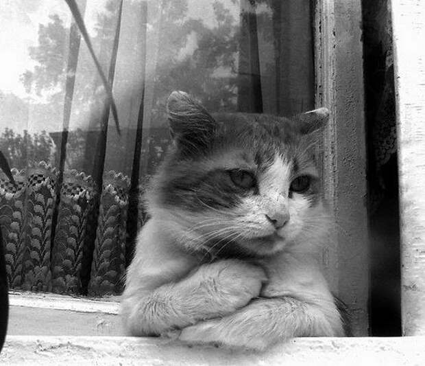 Грустные котики грустные котики, фото