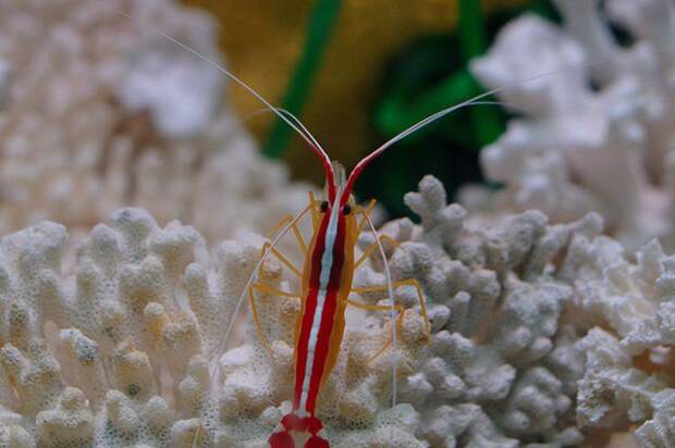 amboinensis_Barcelona_Aquarium