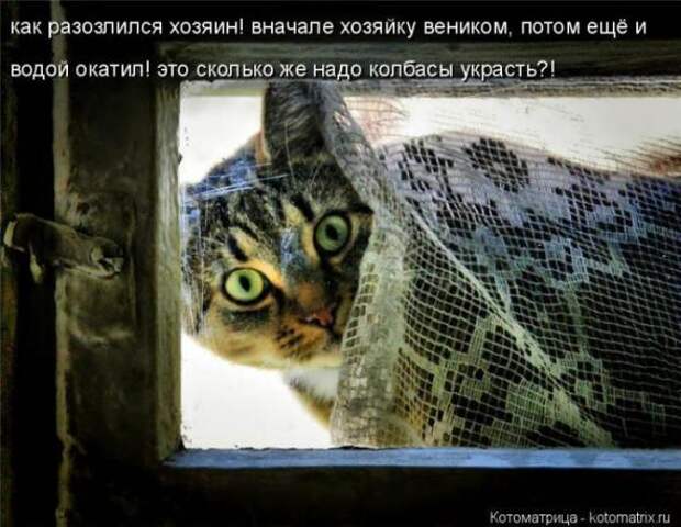 Котоматрицы (картинки с надписями)