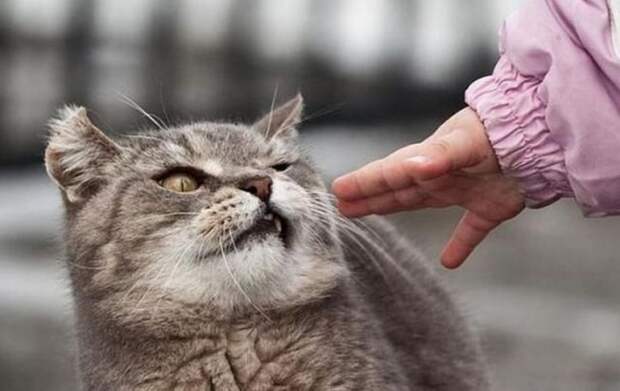 Суровый кот