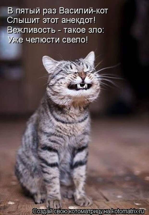 Лучшие котоматрицы недели (50 фото)
