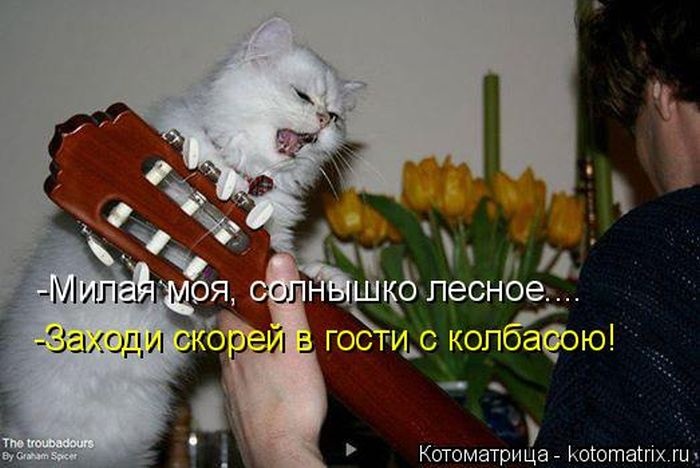 22 котоматрицы