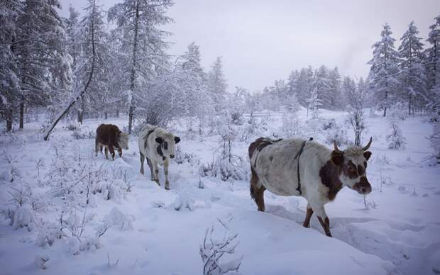 Самый холодный город на Земле зима, люди, якутск