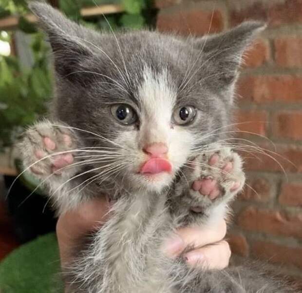 помощь котенку котенок в руках