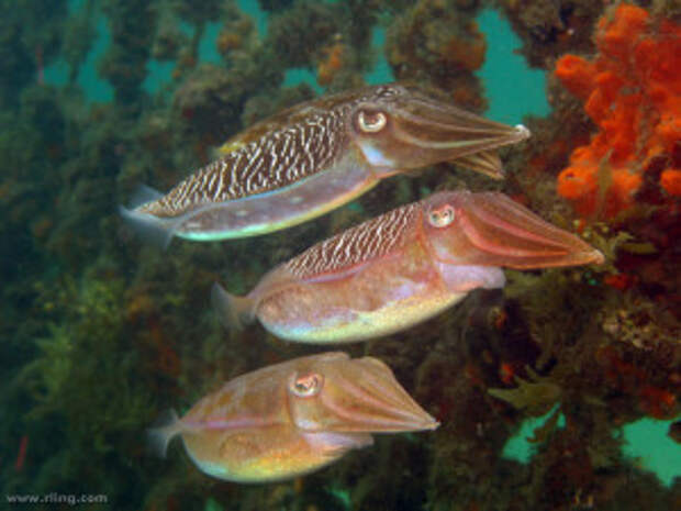 A trio of Mourning Cuttlefish (Sepia plangon). Manly Cove, Sydney Harbour, NSW