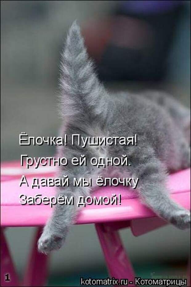 Отличная котоматрица для поднятия настроения (40 фото)