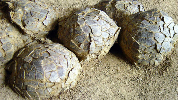 Сотни яиц нескольких видов динозавров найдены во Франции