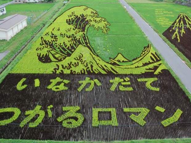 these-rice-fields-in-japan-look-like-ordinary-rice-fields-but-take-a-look-what-happens-next-artnaz-com-6