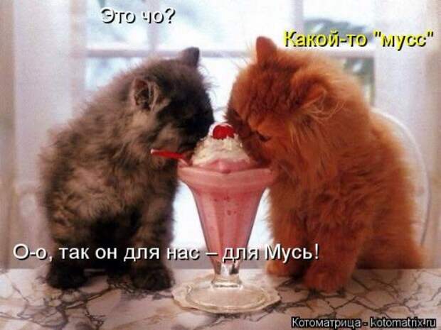 Еженедельная котоматрица (26 фото)