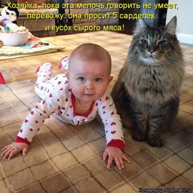 Котоматрицы (картинки с надписями)