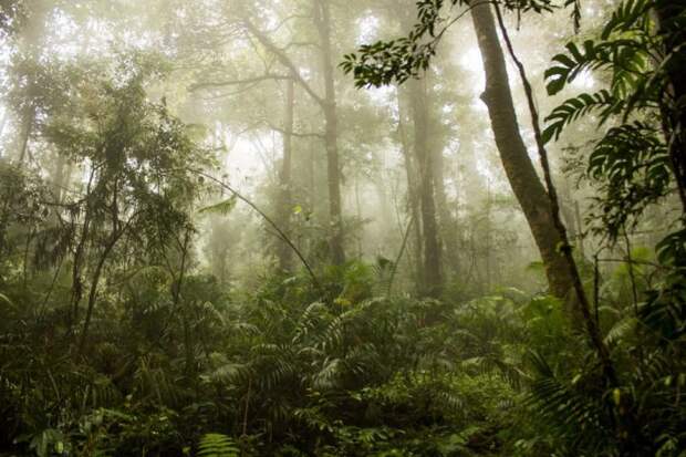 14. Говоря о лесах: в Индонезии они воистину великолепны индонезия, красота, природа, фото