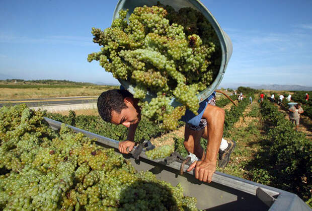 Юг Франции. Многие операции при изготовлении виноградного вина здесь по-прежнему производятся вручную
