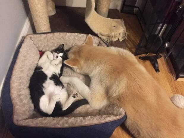 Как выглядит игра в царя горы между собаками и кошками