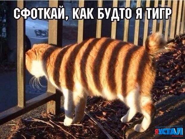 Смешные картинки с надписями прикол, юмор