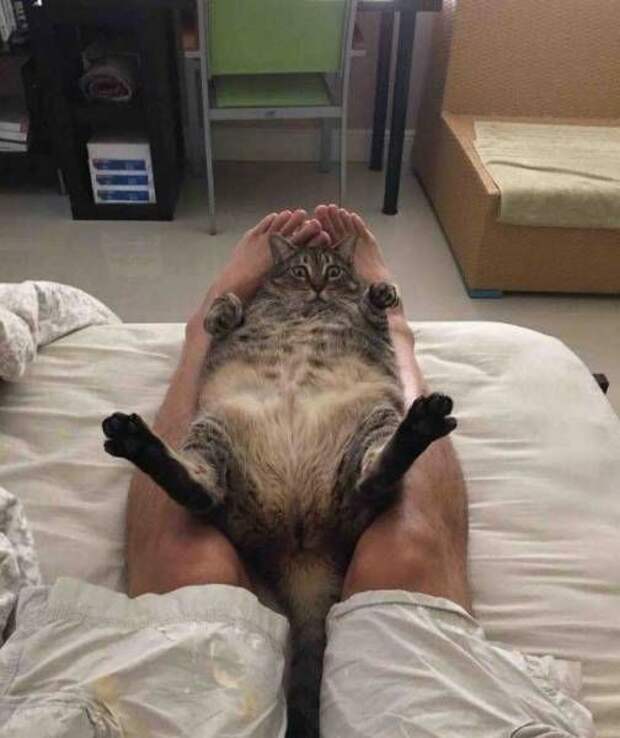 Прикольные картинки. Вечерний выпуск (52 фото)