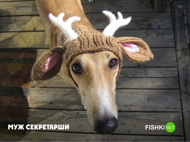 Если бы собаки работали в офисе животные, юмор