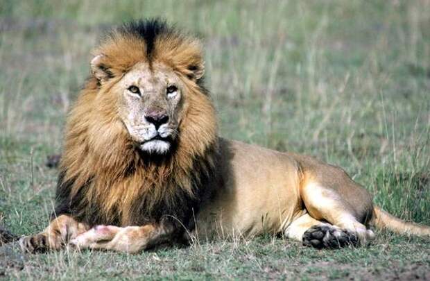 Лежащий лев (Panthera leo), фото хищные животные фотография