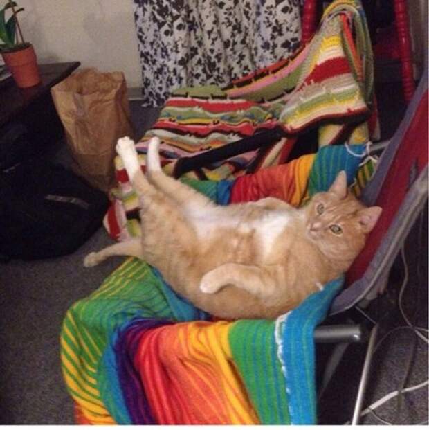 Животные-очаровашки (26 фото)