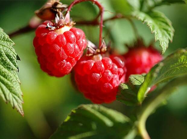 Raspberry_02 (616x457, 60Kb)
