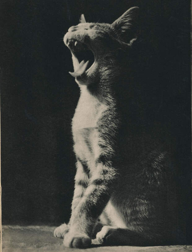 старинные открытки с котами