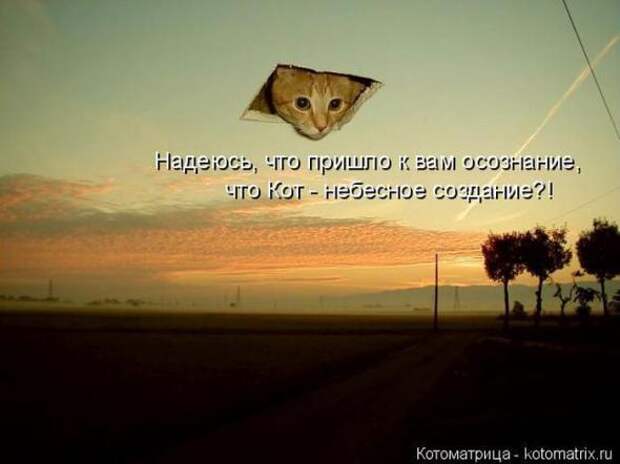 Котоматрицы (картинки с надписями)
