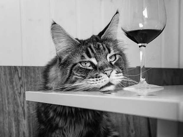 Котовые депрессяшки