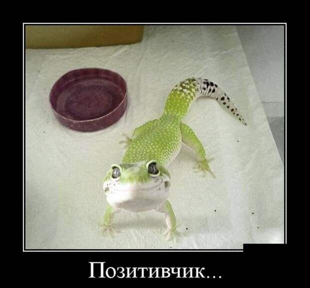 Демотиваторы (30 фото) Демотиваторы (30 фото)