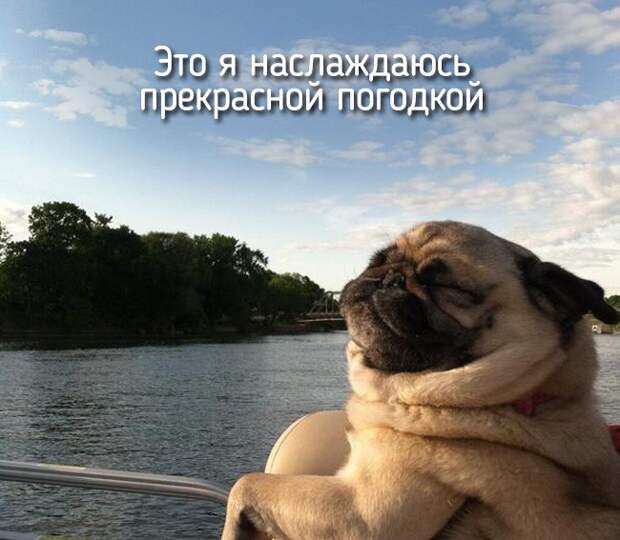 20 животных, которые ведут себя совсем как я животные, позитив