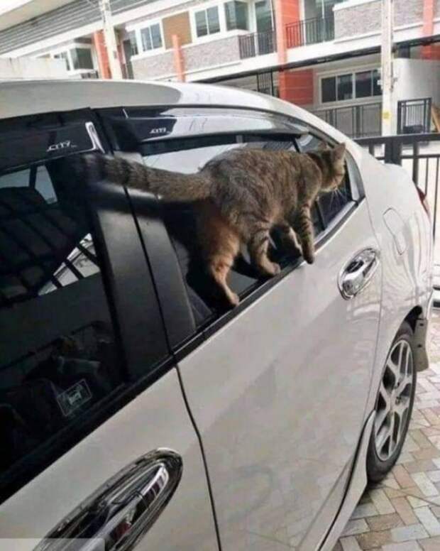 Позитивчик в картинках