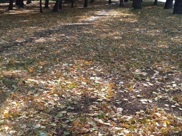 Во дворе на Снежной удалили пни