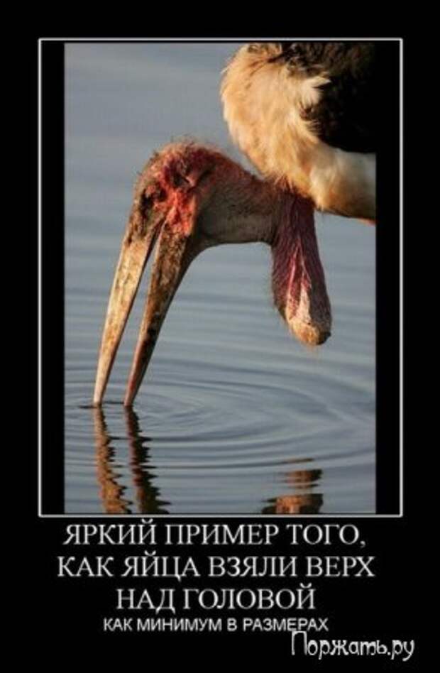 Быстрый поиск Демотиваторов (21 фото)
