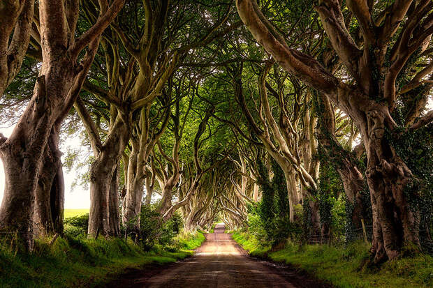 Dark Hedges 6