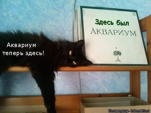 Лучшие котоматрицы недели
