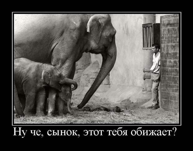 Демотиваторы (107 фото)