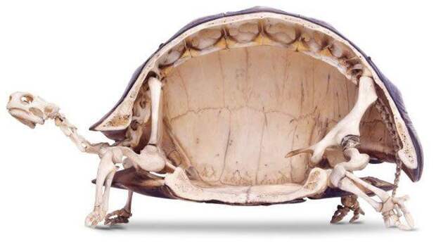1. Панцирь черепахи состоит из 50 различных костей факты, черепаха