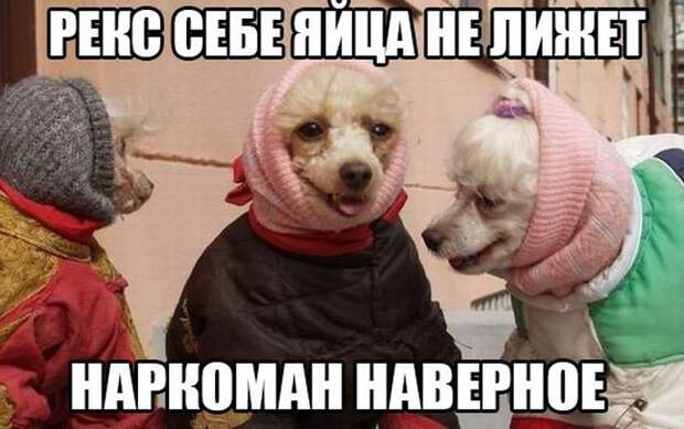Смешные картинки с надписями прикол, юмор