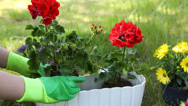 Полстакана под корень — и герань расцветает как на выставке: бутоны даже на молодых черенках