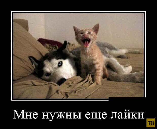 Подборка демотиваторов 15.07.2014 г (32 фото)