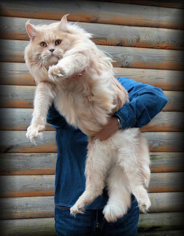 Большие коты