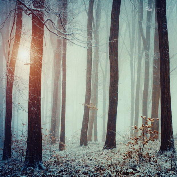 Роскошный осенний лес в фотографиях Ildiko Neer